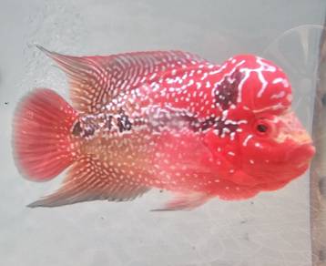 Flowerhorn