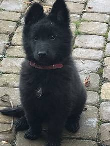 GTTP022 Black Haired German Shepherd #MKA reg