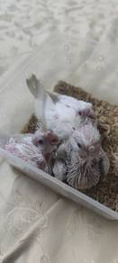 Handfeed Anak Cockatiel Jinak