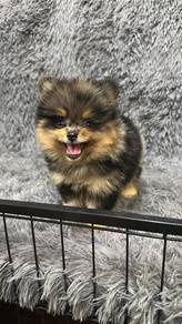 Pure Breed Blue Merle Tan Pomeranian (Male) 陨石包金博美