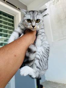 kucing shaded bsh