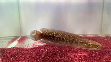 Ikan Channa Fish-Asiatica Kalimaya 6 inch (AK-5)