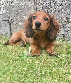 JB1066 Mini Dachshund long haired cute puppy