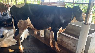 Lembu Jantan Susu