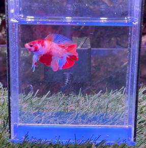Beeta Fish