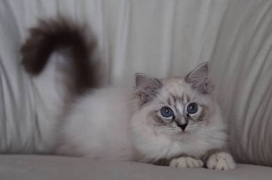 Ragdoll
