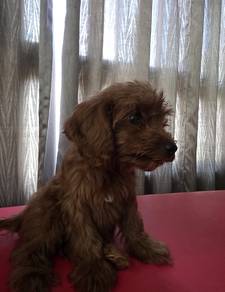 Maltipoo
