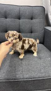 Red Mere Chihuahua Female Puppy F-1