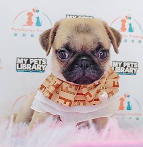 Pug