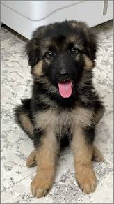 GS91299 German Shepherd pure breed #MKA cert