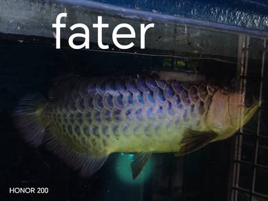 MGBB arowana