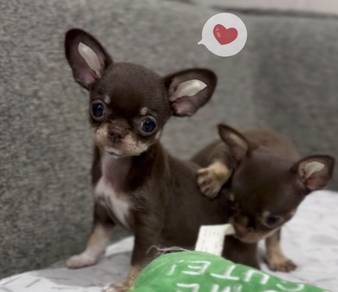 CHIHUAHUA PUPPIES 271 🌷Head Apple Cute Dog