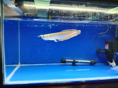 Silver Arowana