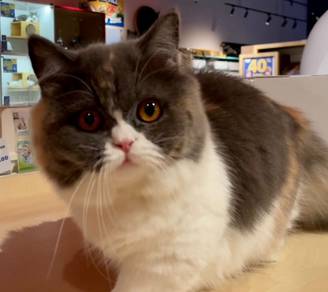 Calico Munchkin
