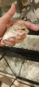 PAIR Fat-tailed mouse