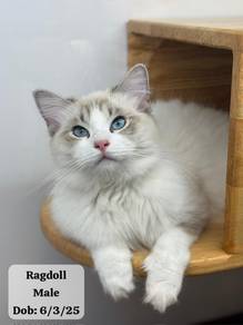 Ragdoll Untuk Dijual !!