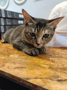 Cat Adoption