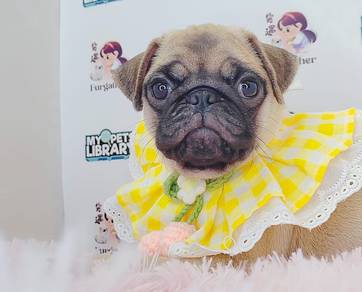 Pug