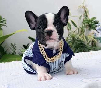 FRENCH BULLDOG PUPPIES VIP169🌻Cute & Healthy Boy