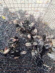 Ayam Batik Silver / Silver Sebright Bantam / Ayam