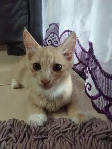 Anak Kucing Untuk Dijual‼️