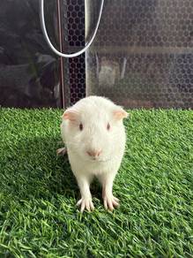 Guinea Pig