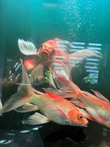 koi butterfly long body.