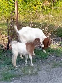 kambing untuk dijual