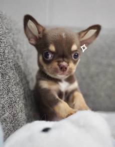 CHIHUAHUA PUPPIES VIP52🌷Head Apple Cute Dog