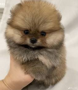 A7627 Irresistible Pomeranian Cute Teddy Face Pupp