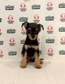 J0016 Silkese Teddy Bear Puppy With Soft Coat