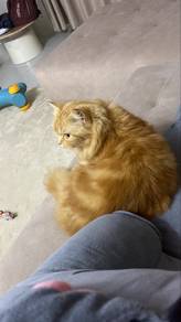 Oyen untuk diletgo