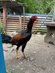 Ayam Sabung