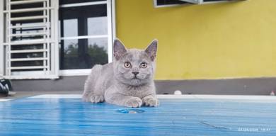 kucing bsh