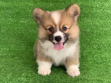 corgi 