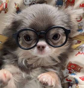 Chihuahua
