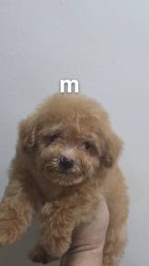 Teddy puppy