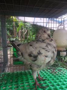 merpati modena