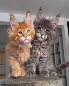 Cute Maine Coon kittens kittens
