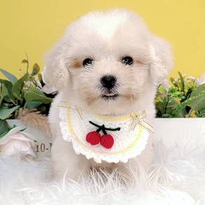 Maltipoo