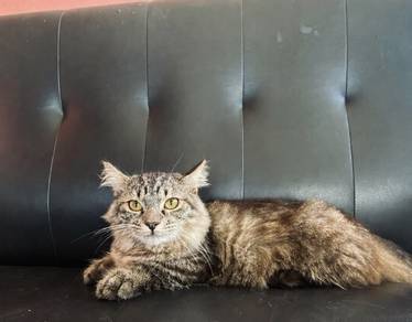 Munchkin cat