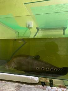 ikan belida dan kaloi