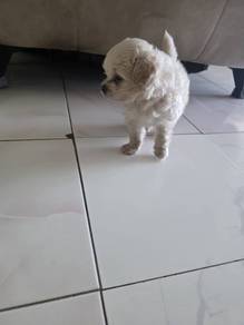 pomeranian mix poodle 