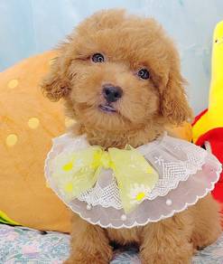 Poodle