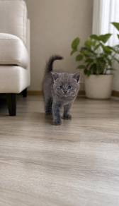 British Shorthair Round Face Male Kitten PROMO