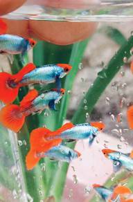 guppy / dumbo koi / big ear / platinum dumbo