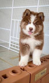 Siberian Husky - Female 020