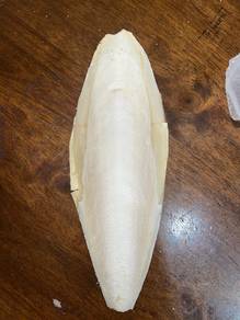 cuttlefish bone tulang sotong
