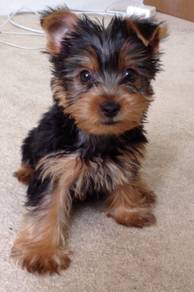 G9575 Sweetheart Silkse Yorkie Look Puppy Dog
