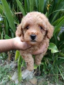 Poodle with MKA Certificate